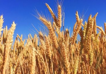 Seceta din Australia, o veste bună pentru furnizorii de grâu din regiunea Mării Negre