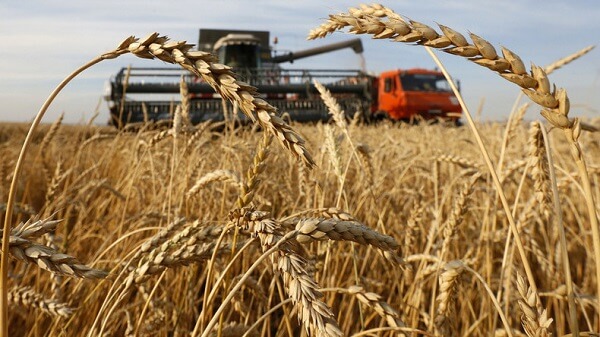 PROGNOZĂ: Producţia mondială de cereale, în scădere