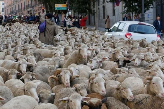Imagini incredibile pe un drum european din România! O turmă de oi scăpată de sub control a lins sarea de pe asfalt