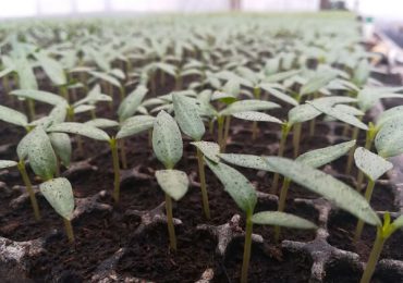 Bani de la MADR pentru cultivarea legumelor în spaţii protejate