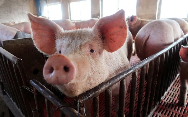 Cea mai mare fermă de porci din România şi-a reluat activitatea