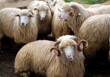 Sacrificările şi greutatea în carcasă, în creştere la ovine şi caprine
