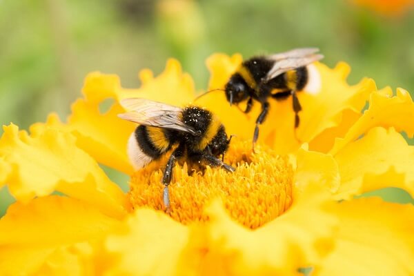 20 mai - Ziua mondială a albinelor