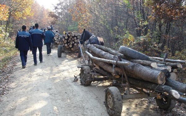 Percheziţii la mai multe persoane bănuite de tăiere ilegală şi furt de arbori