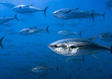 2 mai - Ziua mondială a tonului