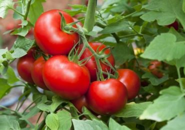 MADR, noi verificări în pieţe şi în sere. Roşiile din programul "Tomata" rămân sigure pentru consum