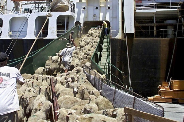 Euronews: "România deranjează UE prin refuzul de a anula exportul celor 70.000 de oi în statele arabe"