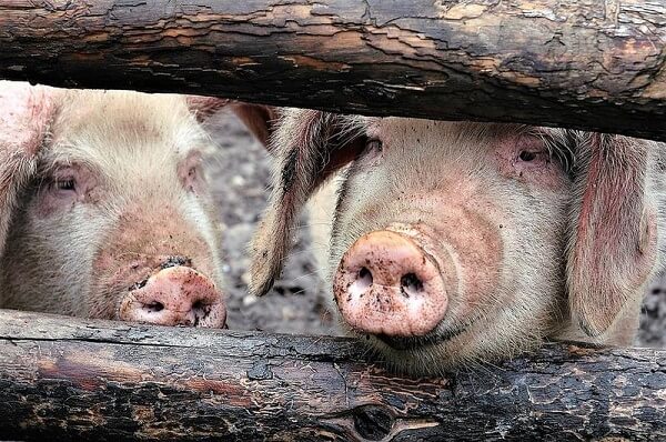 Grecia introduce controale suplimentare din cauza pestei porcine africane din Bulgaria şi România