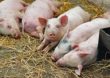 China a pierdut o treime din efectivele de porci
