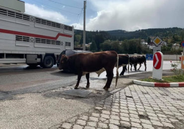 Vaci lăsate libere pe străzi terorizează locuitorii oraşului Vatra Dornei
