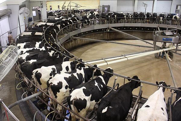 Cantitatea de lapte de vacă colectată a crescut cu 3,1% în primele şapte luni. Importurile de lapte brut, în scădere cu 25,2%