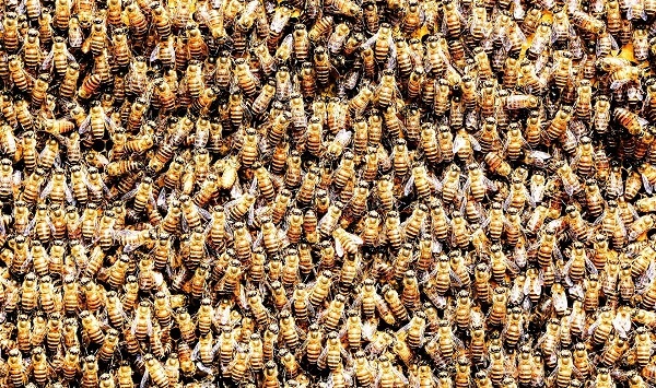 Un stup cu aproape 70.000 de albine, îndepărtat dintr-o casă
