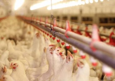 Oros, despre gripa aviară: "Importul poate fi interzis doar din zona unde evoluează boala"