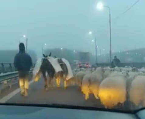 VIDEO | Autostrada... oilor. Un cioban, cu animalele pe A2