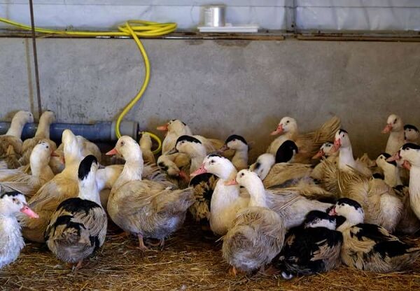 Epidemie de gripă aviară la o fermă de raţe