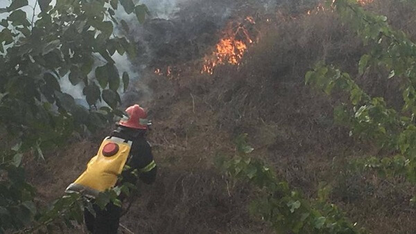 Peste 11.500 de hectare de vegetaţie din Delta Dunării, afectate de incendii de la începutul anului