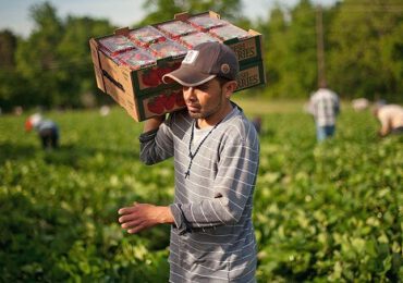 Migranţii ilegali, soluţia guvernului italian pentru a suplini lipsa lucrătorilor europeni în agricultură
