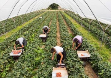 Fermierii englezi cheamă români să muncească în agricultură. Îmbarcarea se face la Iaşi