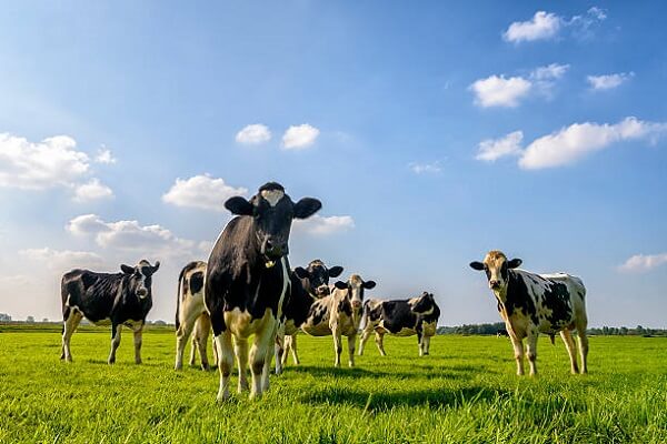 Un aditiv furajer inovator va reduce emisiile de metan generate de vacile de lapte